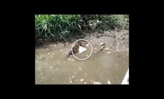 Накинулся крокодил, все остались живы :)