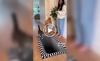 Смішні реакції домашніх тварин на 3D-килими з оптичною ілюзією