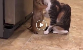 Unusual relationship between a cat and a gopher