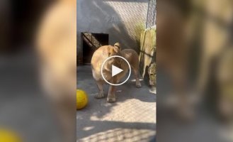 Львица с короткими лапами покоряет интернет