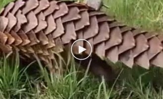 A normal day in the life of a pangolin
