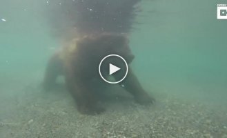 Съемка подводной камерой, как ловит рыбу медведь под водой