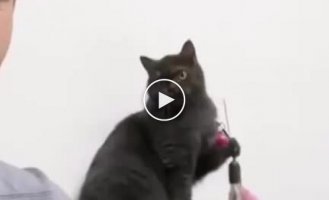 The cat plays with its human