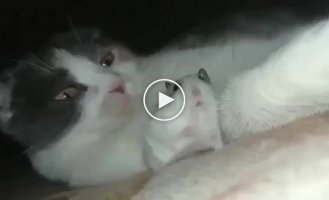 Don't scare me!: the cat yawned next to the hamster, scaring the hell out of him