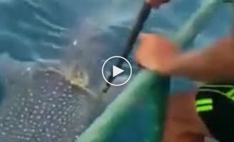 The whale shark asked the fishermen to cut the rope