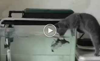 Some strange fish in this aquarium