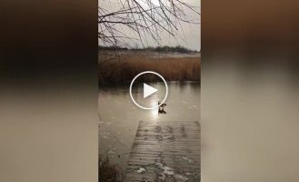 The cat frolics on the ice