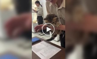 Японське кошеня відмовилося підписувати документи на усиновлення