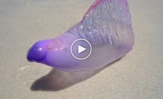 Португальська каравела