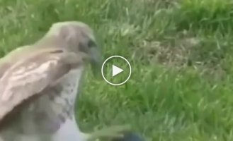 The reaction of a hawk to an artificial duck