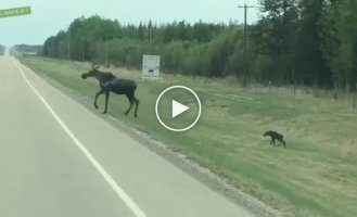 Мама лосиха, переводит через дорогу свое дитя