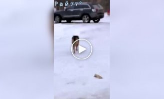 The dog lost all the trash on the way to his owner