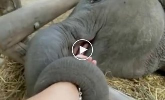 Newborn baby elephant calmed down only in one case