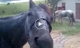 Смешная лошадка и водичка