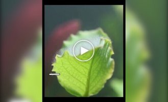 Oxygen geyser in real time: Macro video of a plant "breathing" underwater amazed users