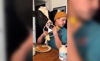 Breakfast with a pet