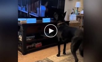 The dog stood up for the main characters of the film “Jurassic Park”
