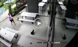 Морской котик пробрался в бар в Новой Зеландии