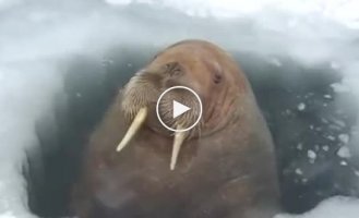 Дружелюбный и общительный морж наведался к вахтовикам на Ямале