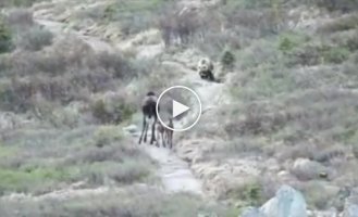 A moose cow defends cubs from a bear