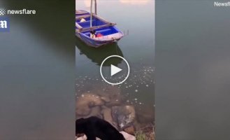 Собака прыгнула воду, чтобы спасти боящегося плавать щенка