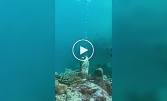 Черепаха спить під водою