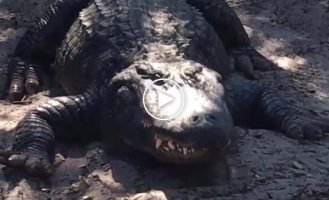 А вы знали, что аллигаторы умеют чихать