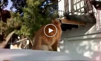 Далекий прыжок на балкон