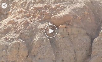 Action-packed scene of a wolf chasing a mountain goat at Ein Gedi