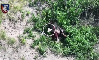 A Russian shot himself in the bushes on the battlefield near Belogorovka