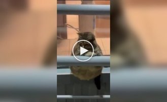 Жирненький и грустный кот