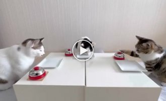 Cats use the bell to get food from their owner