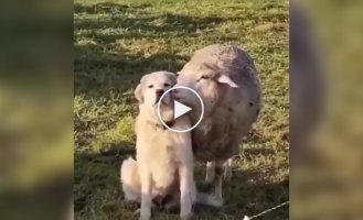 Не сейчас! Я на работе!: овца пытается отвлечь собаку во время выпаса