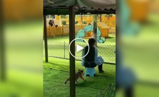 Жуткое нападение амурского тигра на человека попало на камеры в провинции Хэйлунцзян