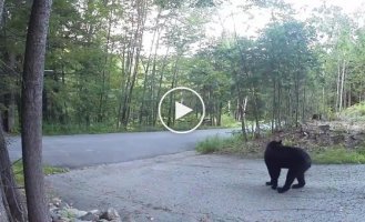 “Save, help!”: a bear was caught on video running away from a cat in fear