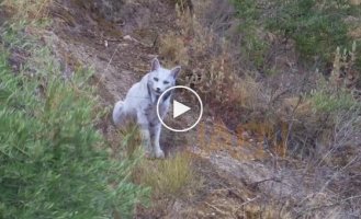 Редчайшая пиренейская рысь со светлой шерстью впервые снята на видео в Испании