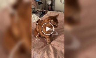 Любопытный кот застрял в вешалке