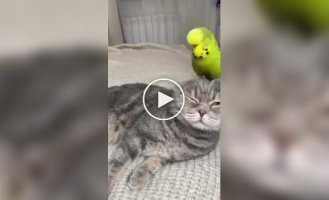 Кошки и попугаи под одной крышей