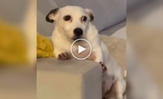 Dog fails to hide from the kids