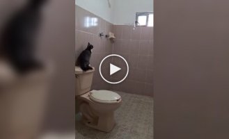 Cat escape