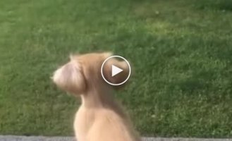 The puppy's growing joy when his owner comes home from work