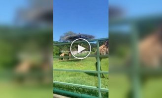Giraffes - new social media stars after capybaras