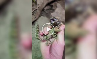 Ящірка, схожа на маленького дракона