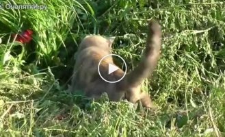 Пушистой охотнице улыбнулась удача