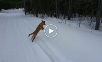 Что происходит с собаками, когда впервые видят снег