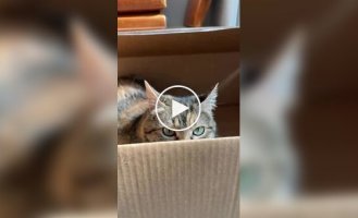 Selecting a box for a cat
