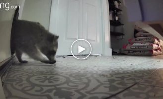 A raccoon entered a couple's house through a cat door.