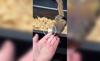 Have you ever seen snakes sneeze?