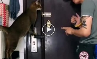 Man taught his cat to open the door