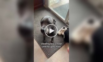 Господиня «краде» нос у пса